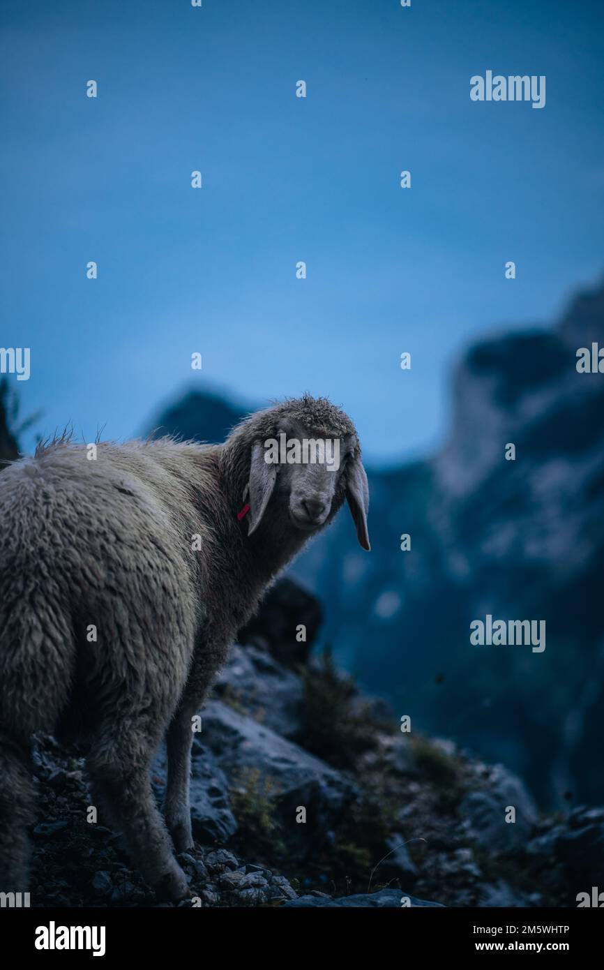 A vertical shot of a sheep standing on a rock at Zugspitze mountain ...