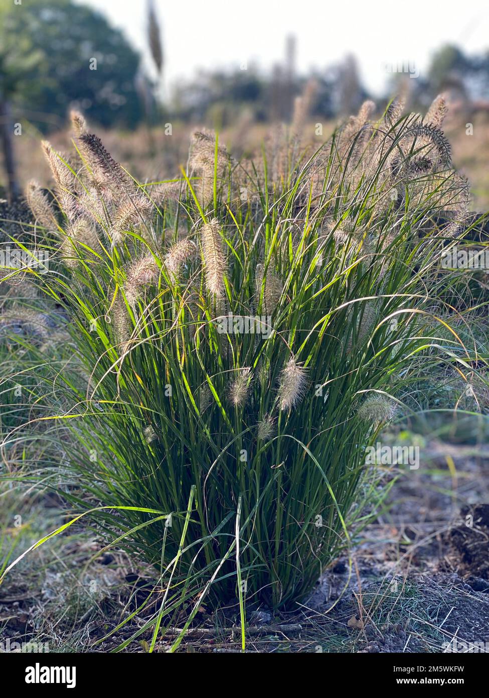 Pennisetum alopecuroides 'Hameln'. Chinese fountain grass 'Hameln' Stock Photo