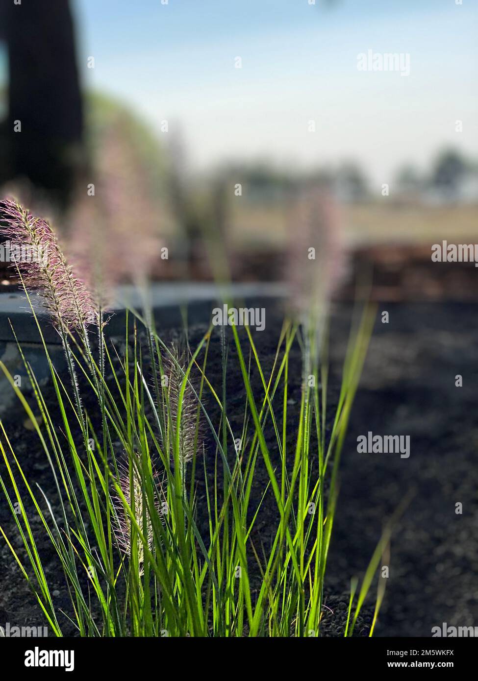 Pennisetum alopecuroides 'Hameln'. Chinese fountain grass 'Hameln' Stock Photo