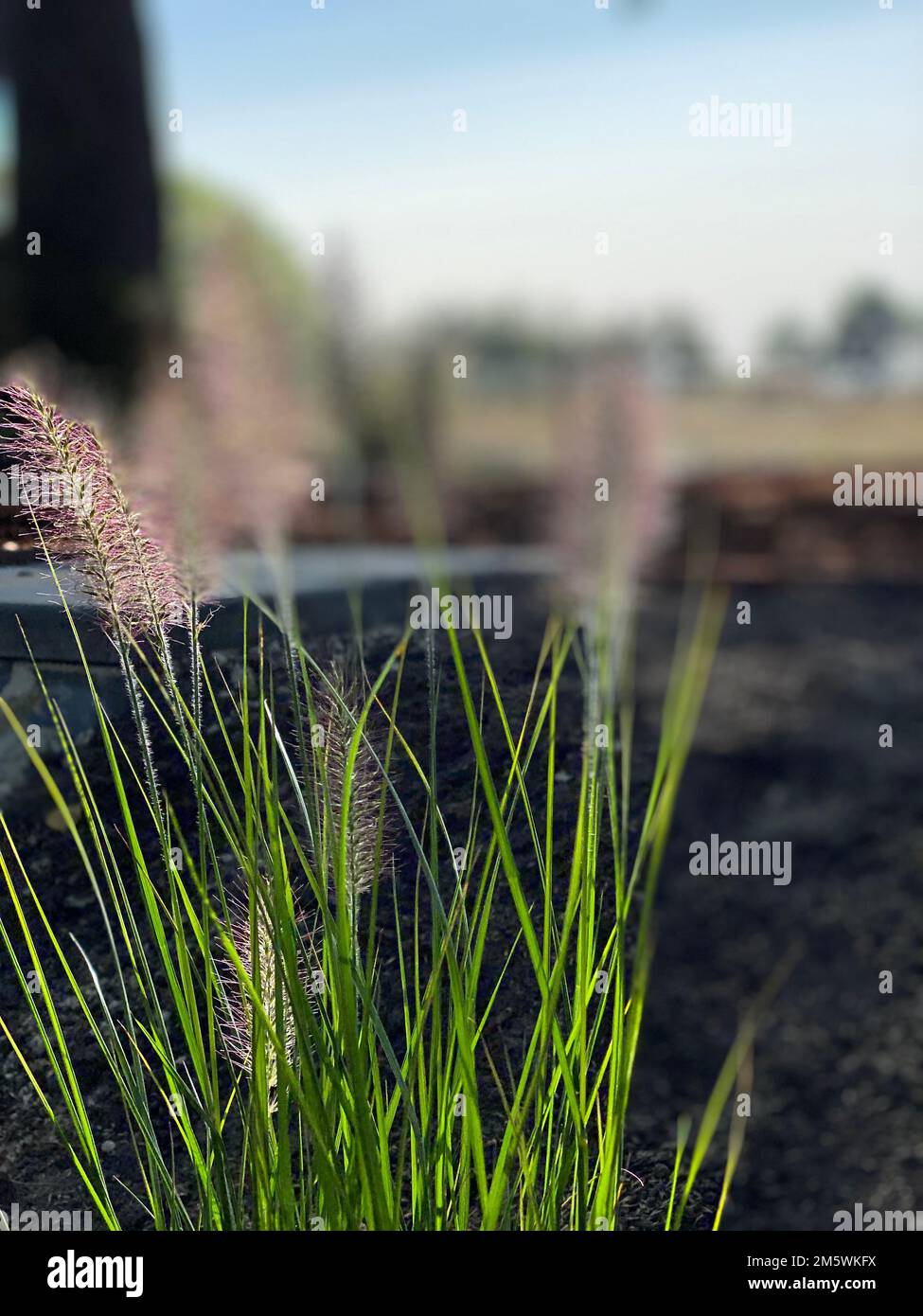 Pennisetum Alopecuroides Hameln High Resolution Stock Photography And