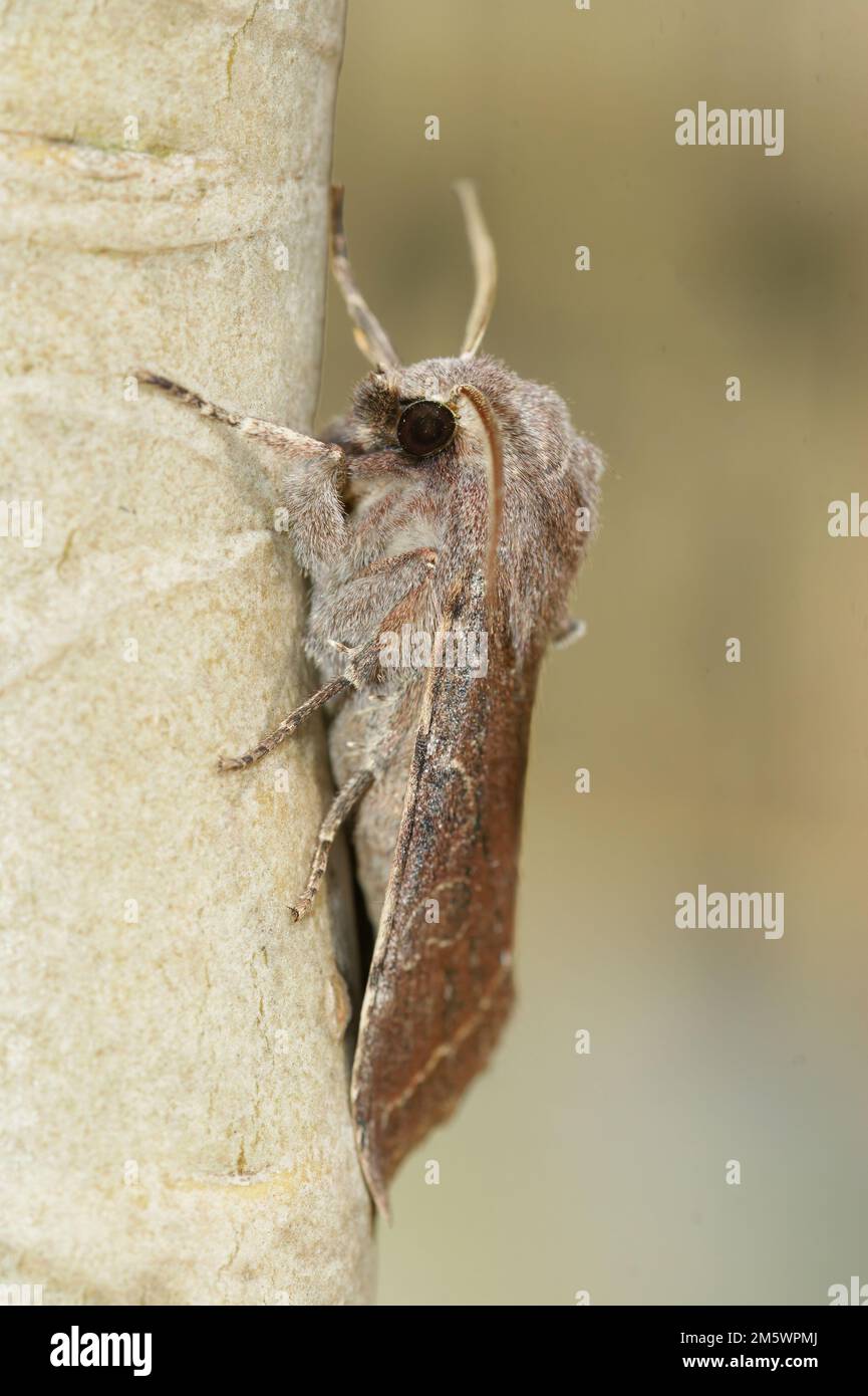 Natural closeup on a Clouded drab owlet moth, Orthosia incerta sitting on wood Stock Photo
