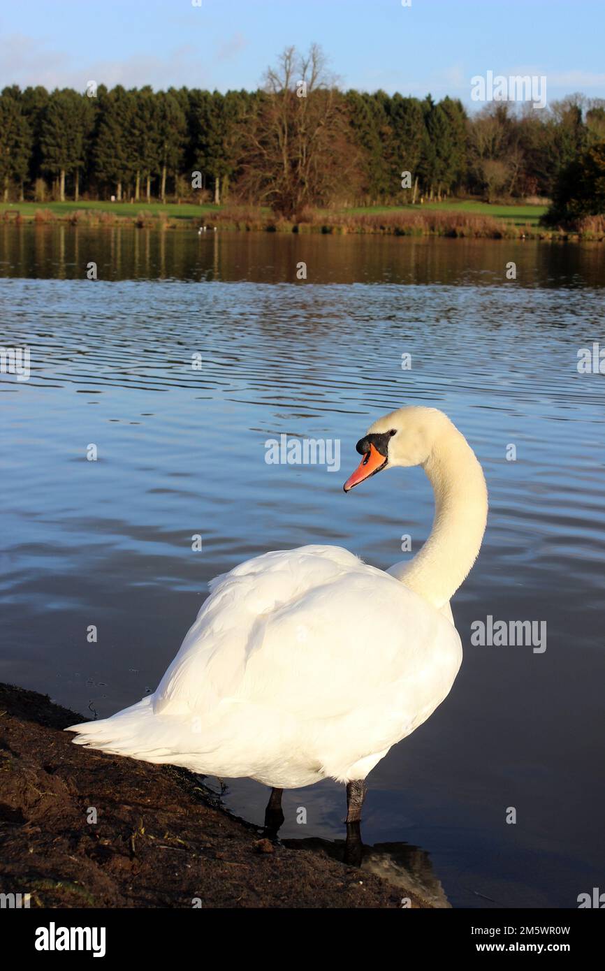 Mute Swan, Hardwick Park, UK Stock Photo