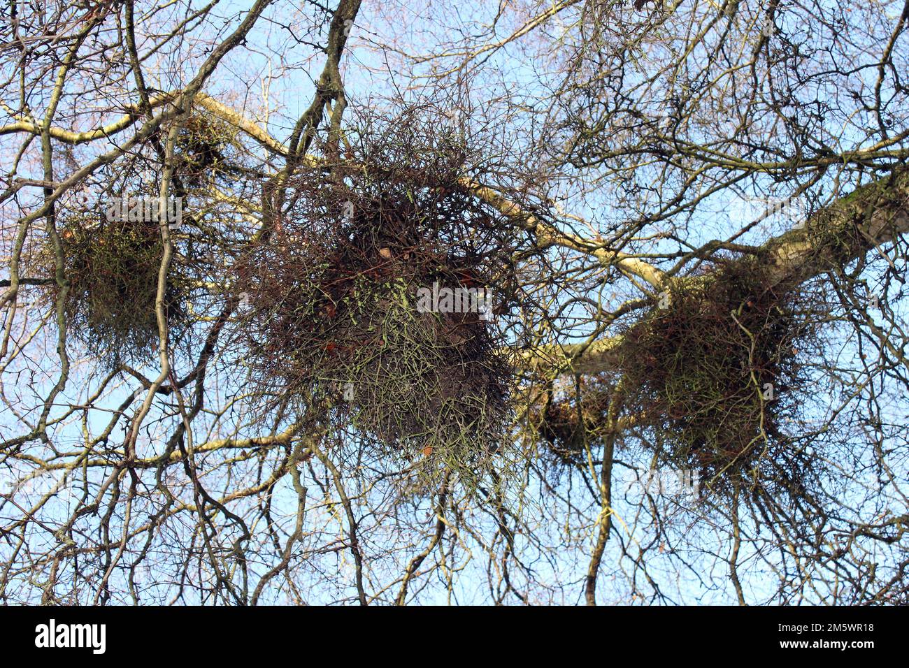 Witch's broom or witches' broom on Silver Birch Tree Betula pendula caused by the Fungus Taphrina betulina Stock Photo