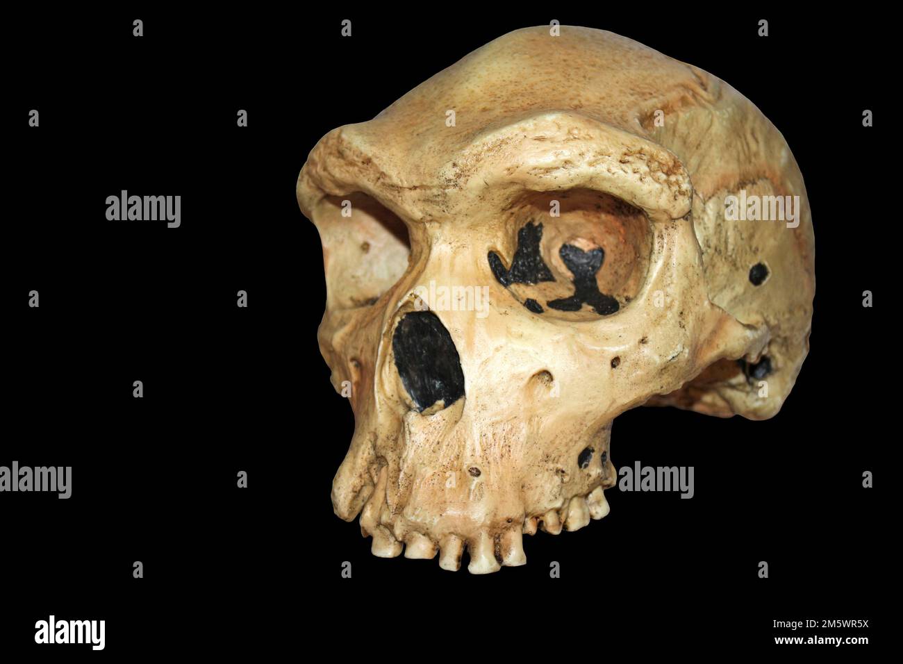 Homo heidelbergensis, Rhodesian Man - Kabwe 1 Stock Photo