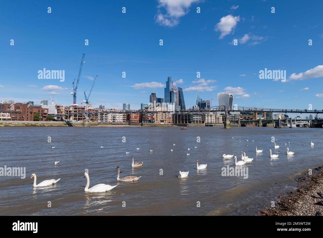 A flock of mute swans on the river Thames by Bankside Beach with