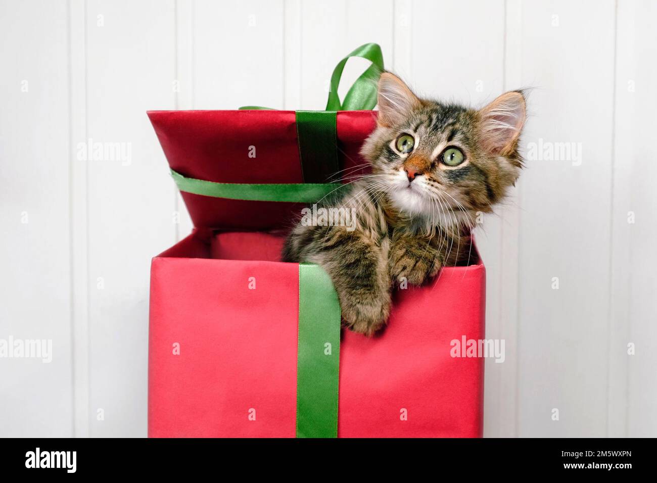 Little Cat is in a Red Gift Box. Kitten for Present. Kitty Christmas. Festive Concept. White Wood Background Copy Space for Text. Pet Christmas Gifts Stock Photo Alamy