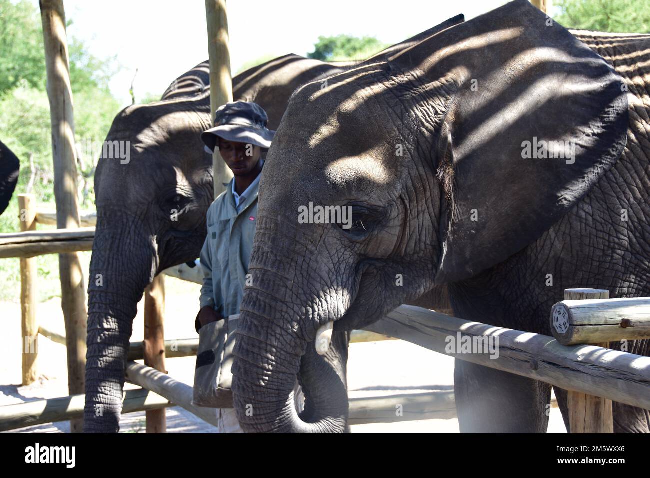 (221231) MAUN, Dec. 31, 2022 (Xinhua) A handler takes care of baby elephants at the