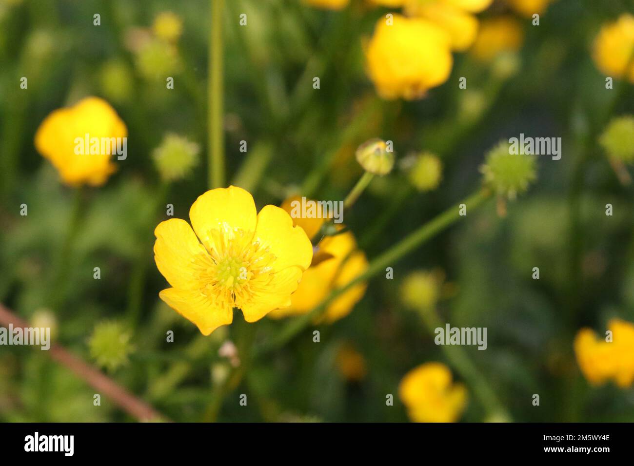 A closeup shot of a yellow celery-leaved buttercup in a garden in daylight on a blurred background Stock Photo