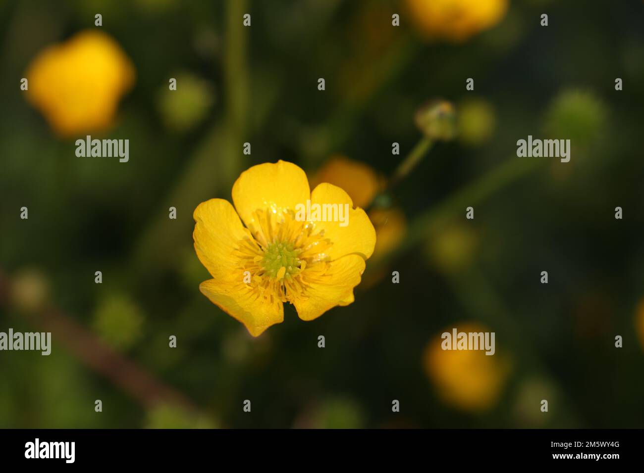 A closeup shot of a yellow celery-leaved buttercup in a garden in daylight on a blurred background Stock Photo