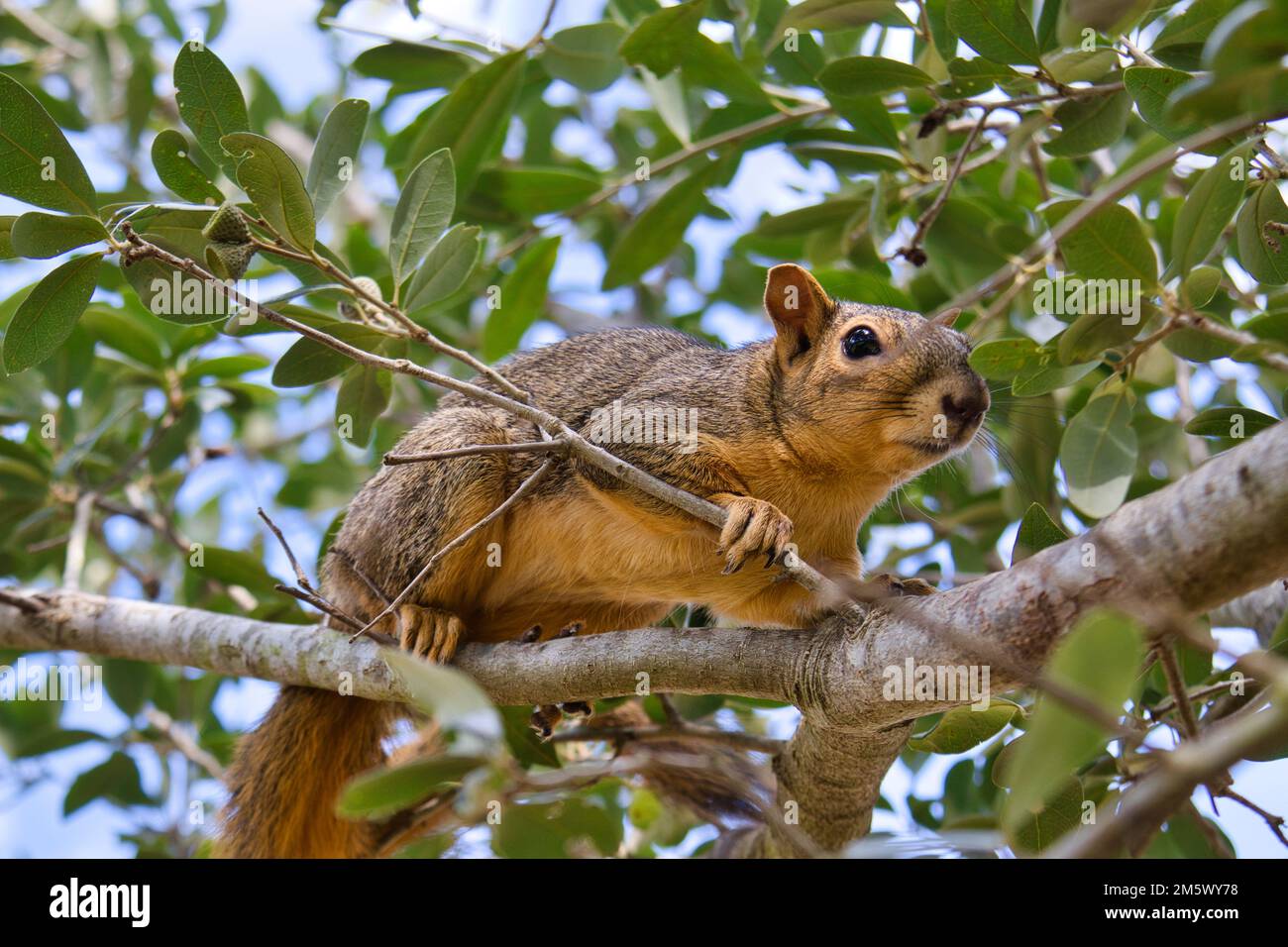 Brown Squirrel in tree full body Stock Photo Alamy