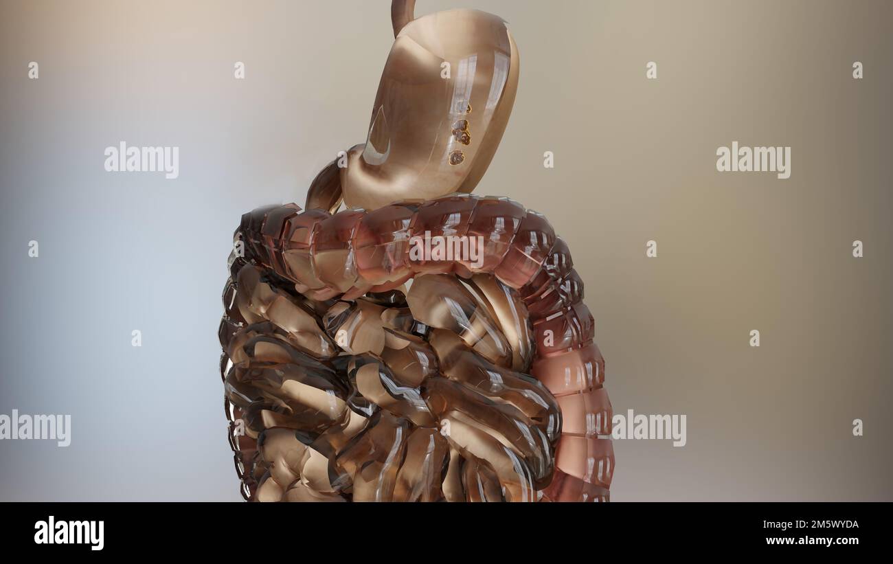 Human Stomach Anatomy Digestion, concept of the intestine, From the