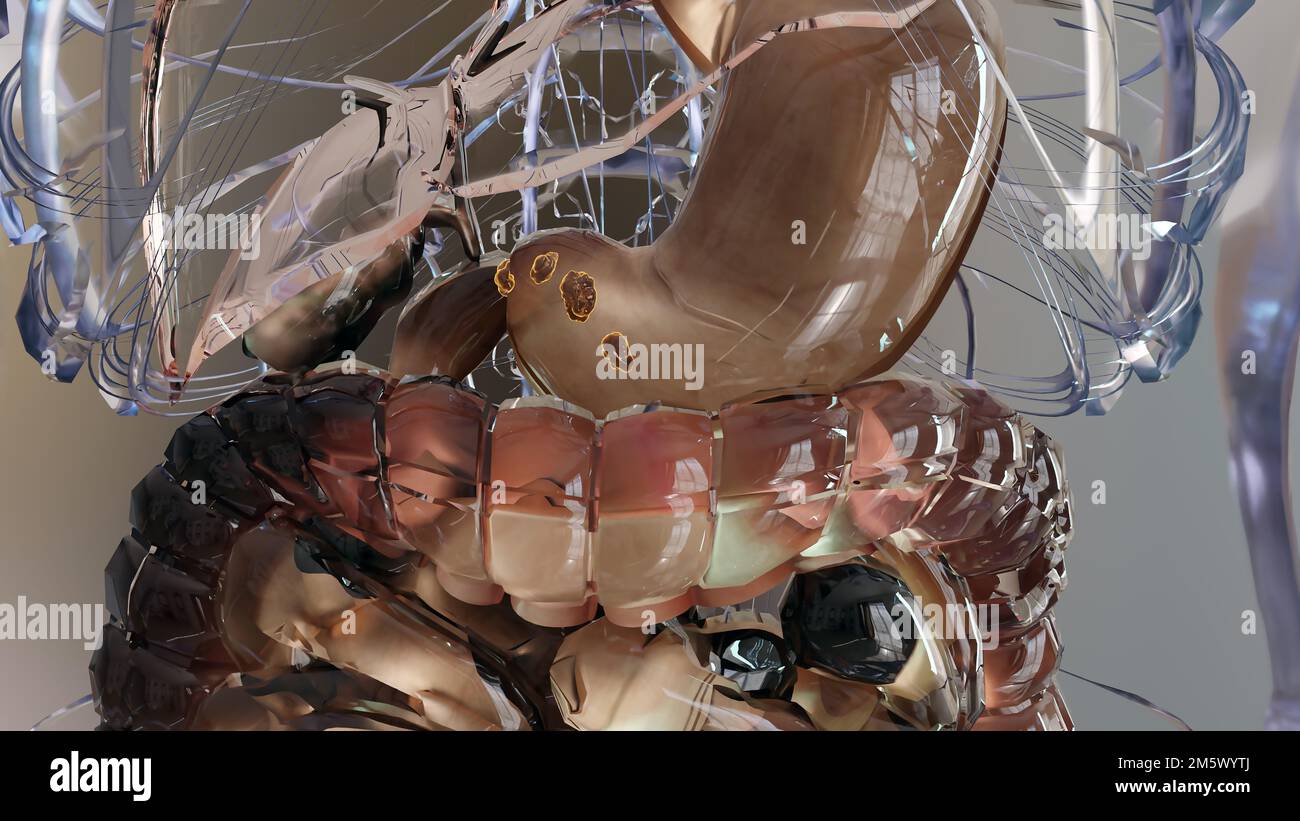 Human Stomach Anatomy Digestion, concept of the intestine, From the