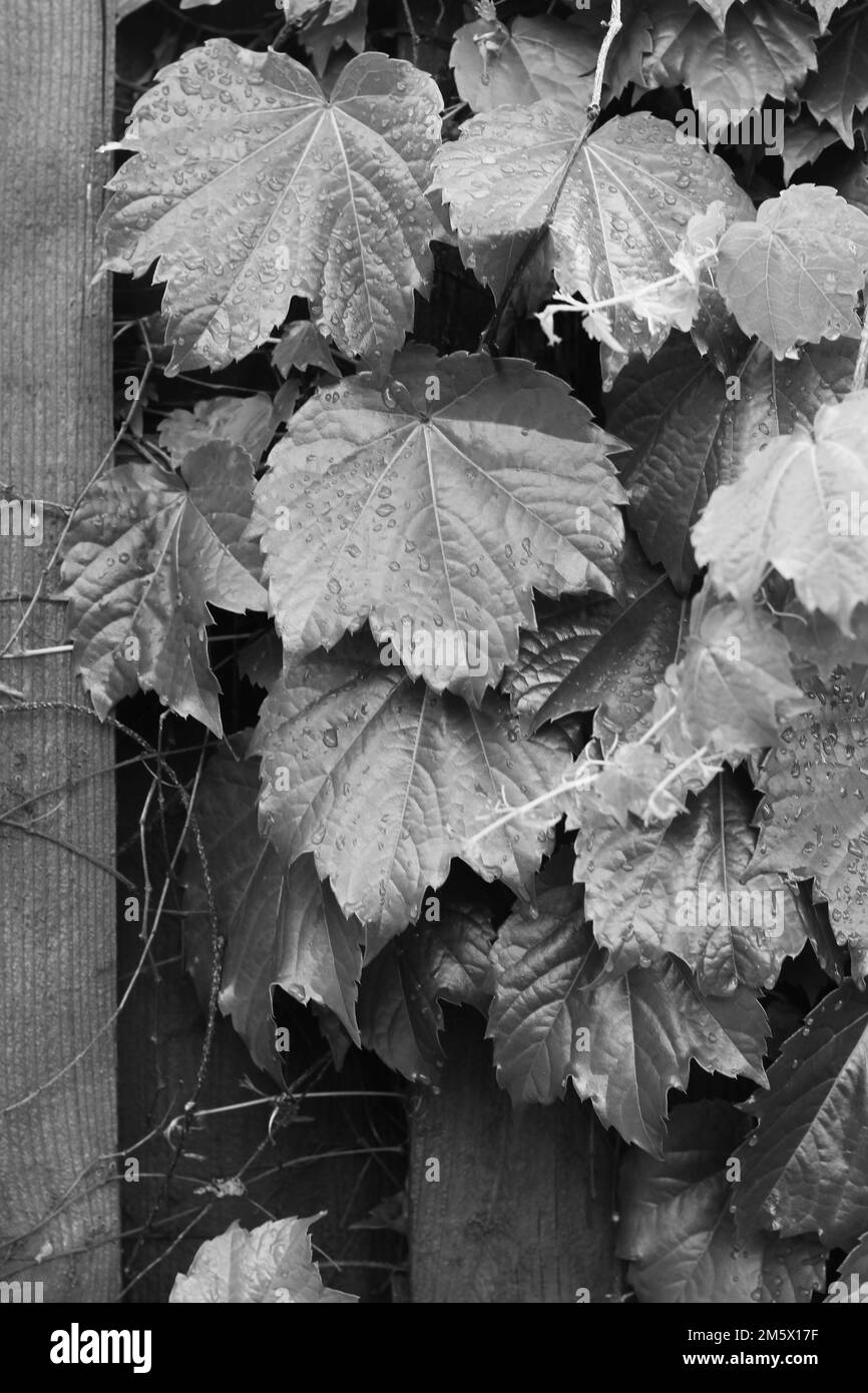 Vine leaf in detail Black and White Stock Photos & Images - Alamy