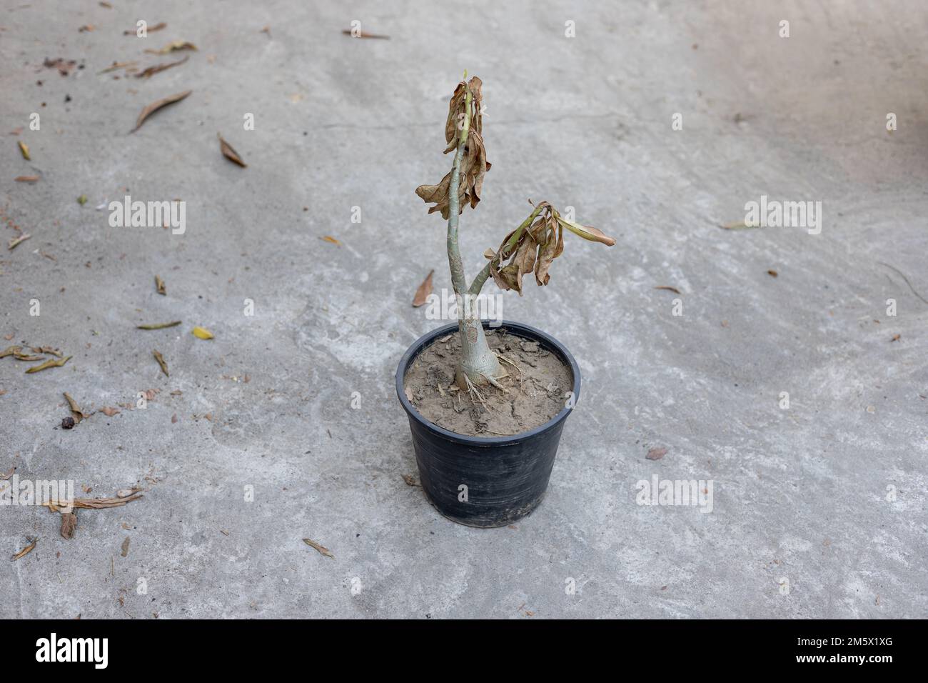 Adenium plant died from frostbite in winter Stock Photo Alamy