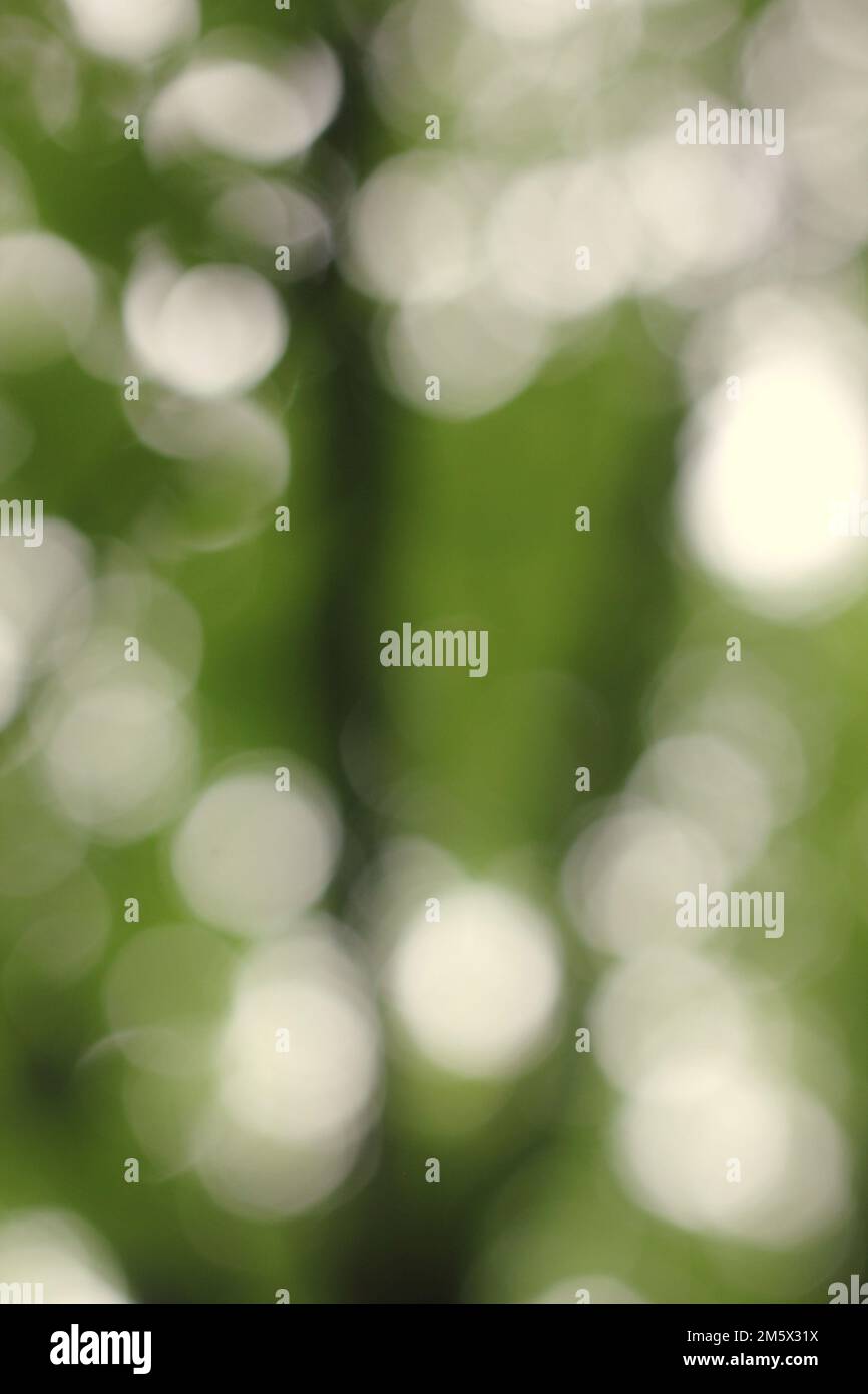 A blurry dreamy view of sunlight shimmering thru the trees and the