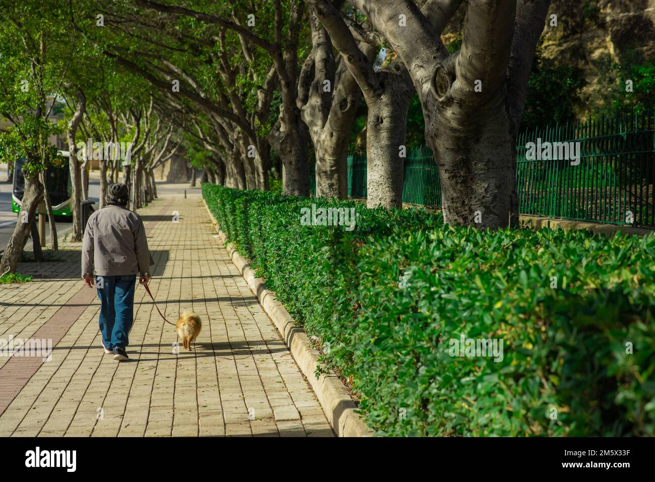 Preson walking a dog on Avenue in Valletta lined with nice mediterranean trees on a sunny day Stock Photo