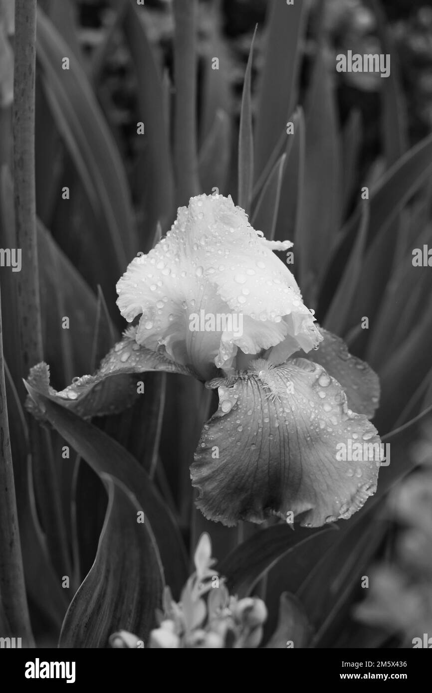 Full bloom leaf Black and White Stock Photos & Images - Alamy