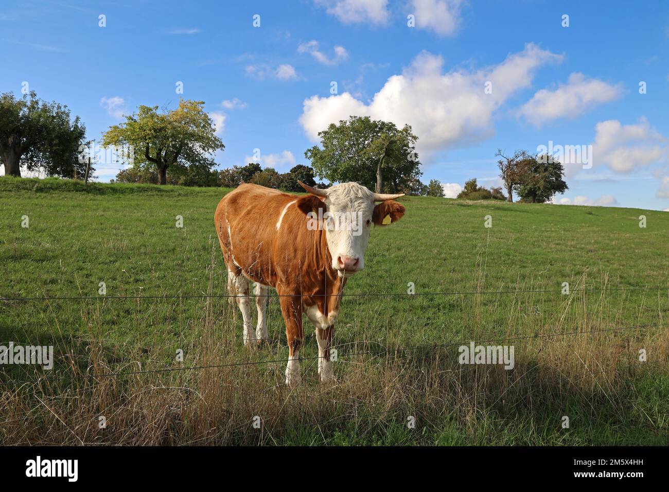 A brown and white cow in the pasture on a clear day Stock Photo - Alamy