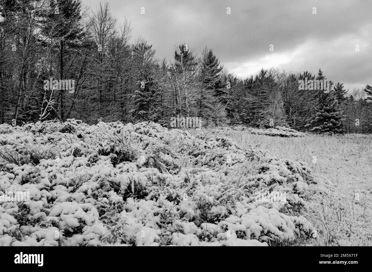 A fresh snow covers the shore edge juniper and the forest at Newport
