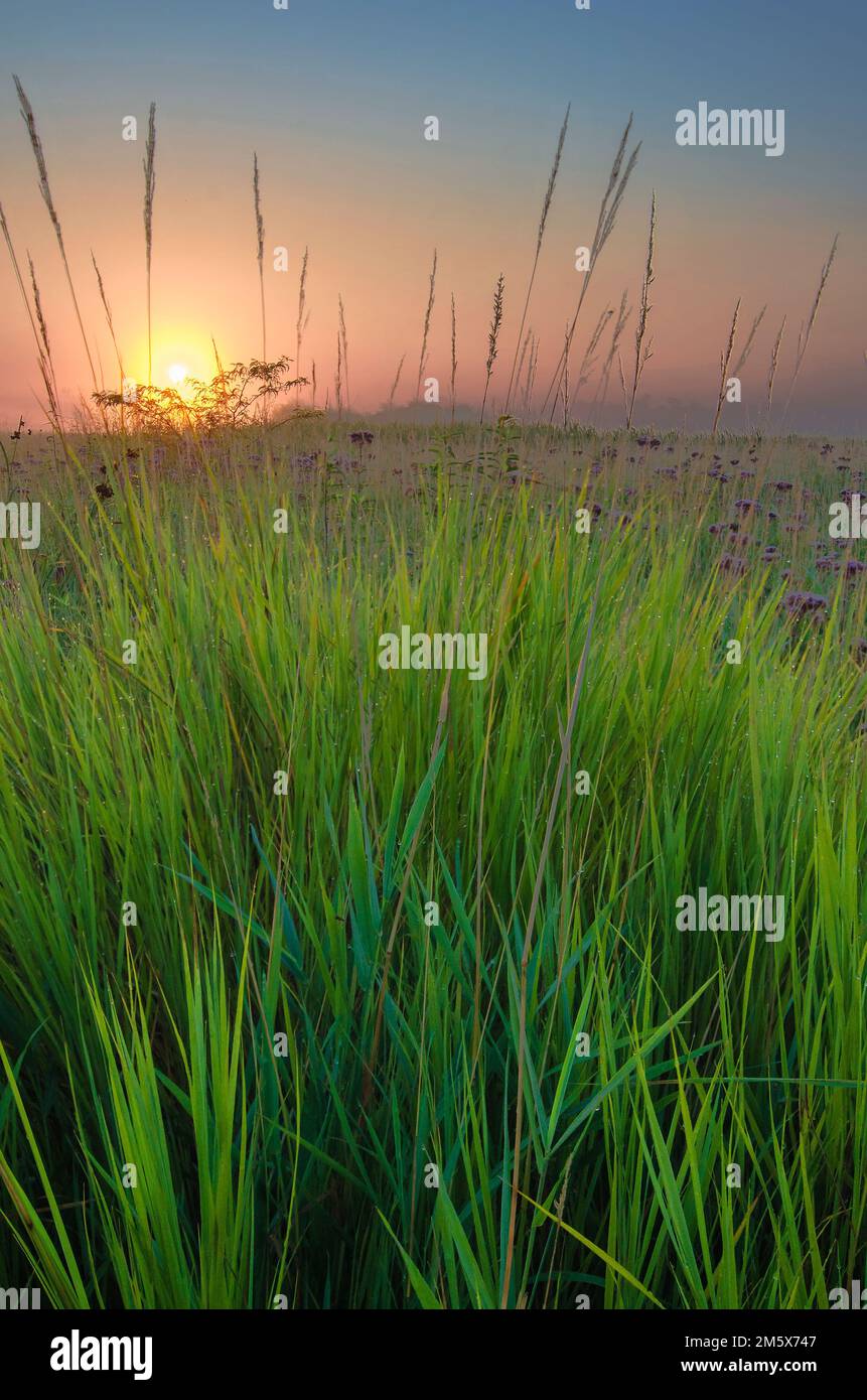 The sunrises over the prairie where Big Bluestem Grass grows in