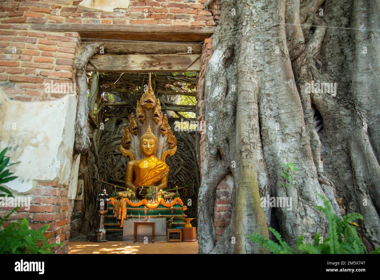 the Wat Sang Kratai in the City of Ang Thong in the Province of Ang ...
