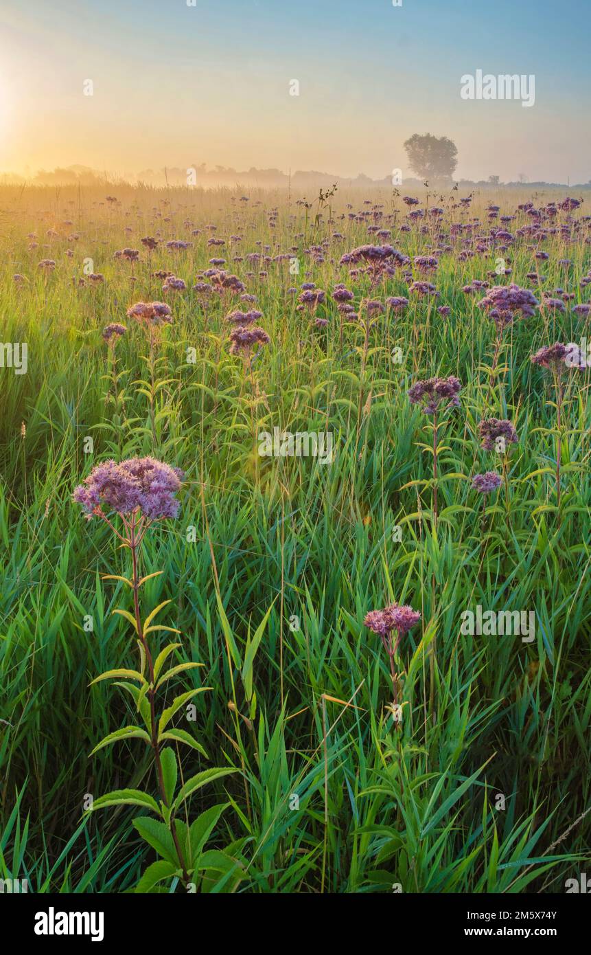 The sunrises over the prairie where Joe Pye Weed grows in profusion at Springbrook Prairie Forest Preserve in DuPgae County, Illinois Stock Photo