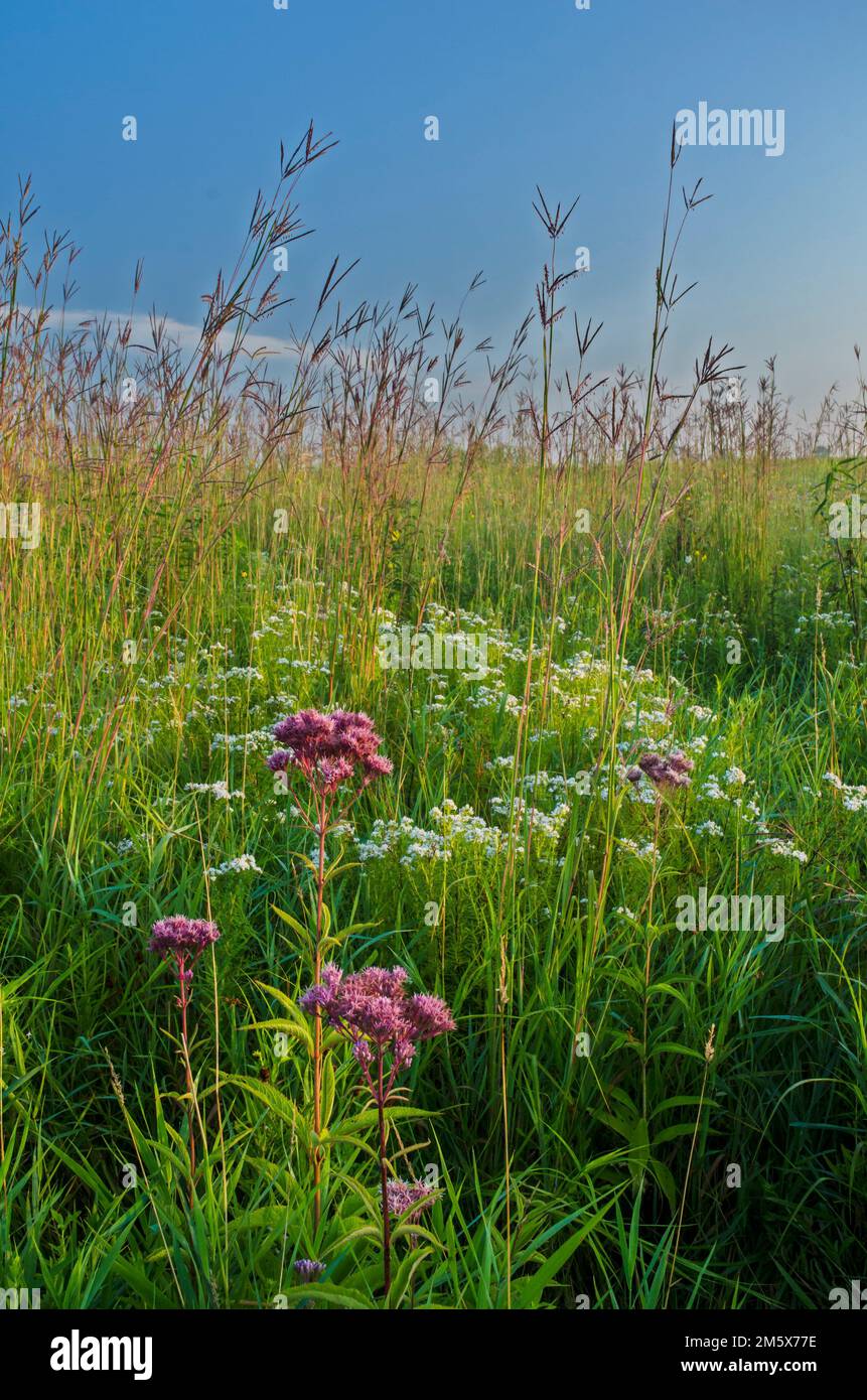 Prairie plants bloom in profusion on a misty sunrise morning at Springbrook Prairie Forest Preserve in DuPage County, Illinois Stock Photo