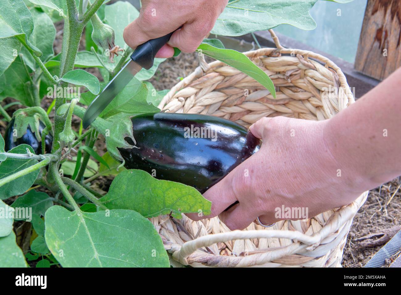 Hand picking organic eggplant, aubergine or brinjal  in the greenhouse. Stock Photo