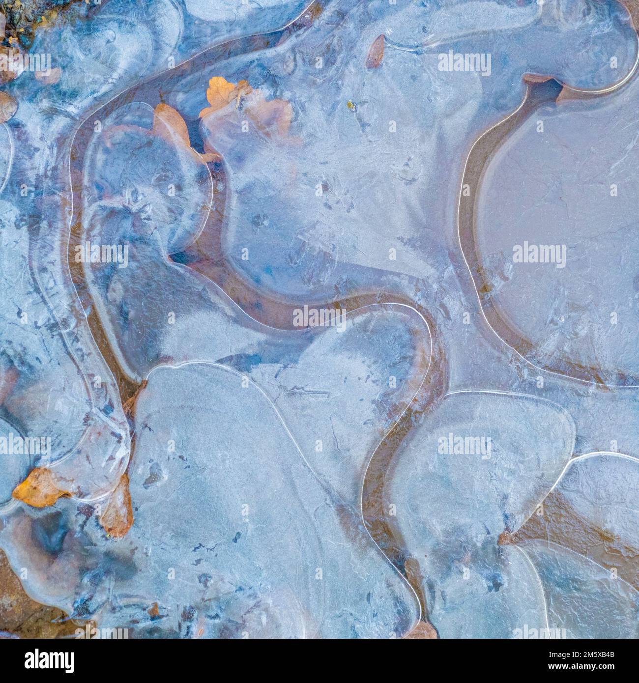 Air bubbles caught under frozen water in puddle. Colours pushed a little to bring out blue in sky and dead orange-yellow leaves. Abstract winter. Stock Photo