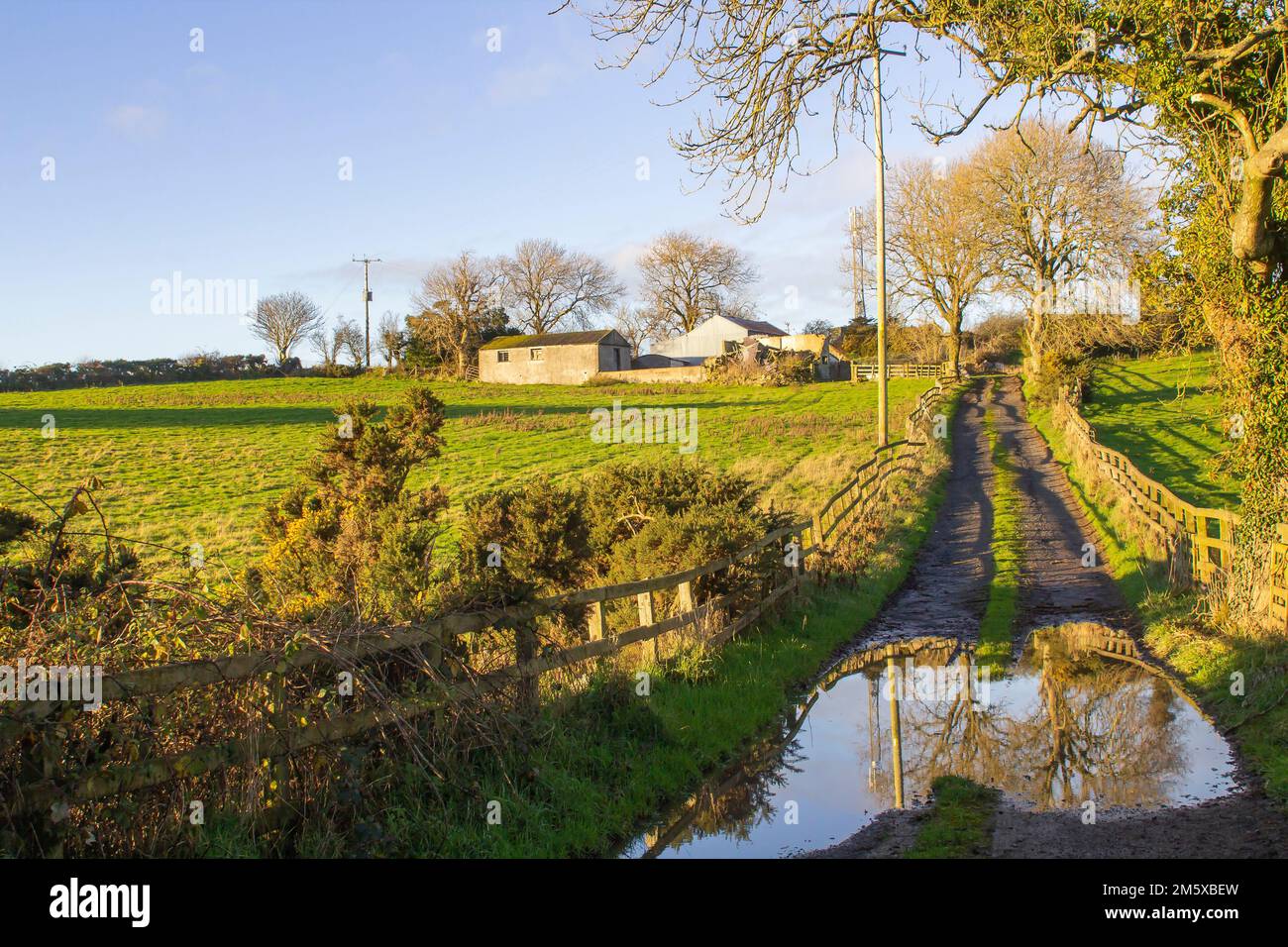 Dec 2022 Soft winter sunlight on a flooded farm lane leading to a local farm yard and family home near Dundonald in County Down Northern Ireland Stock Photo