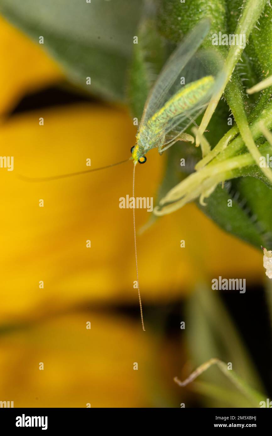 Vertical Insects A vertical closeup of a Chrysoperla carnea insect with long antennas ...