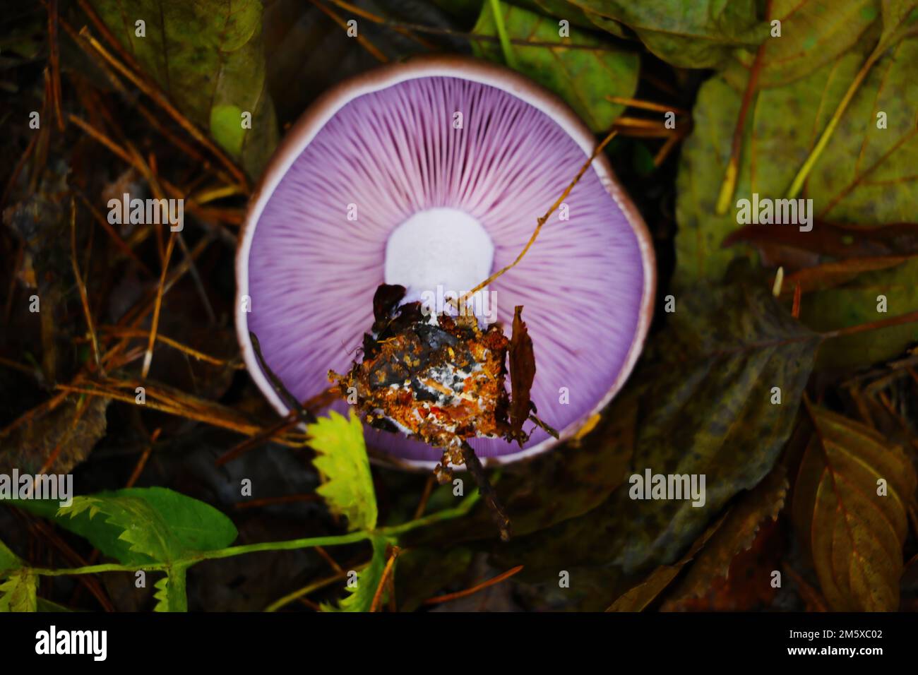 Close-up on the root of an inedible mushroom in the forest in autumn. Out of focus Stock Photo