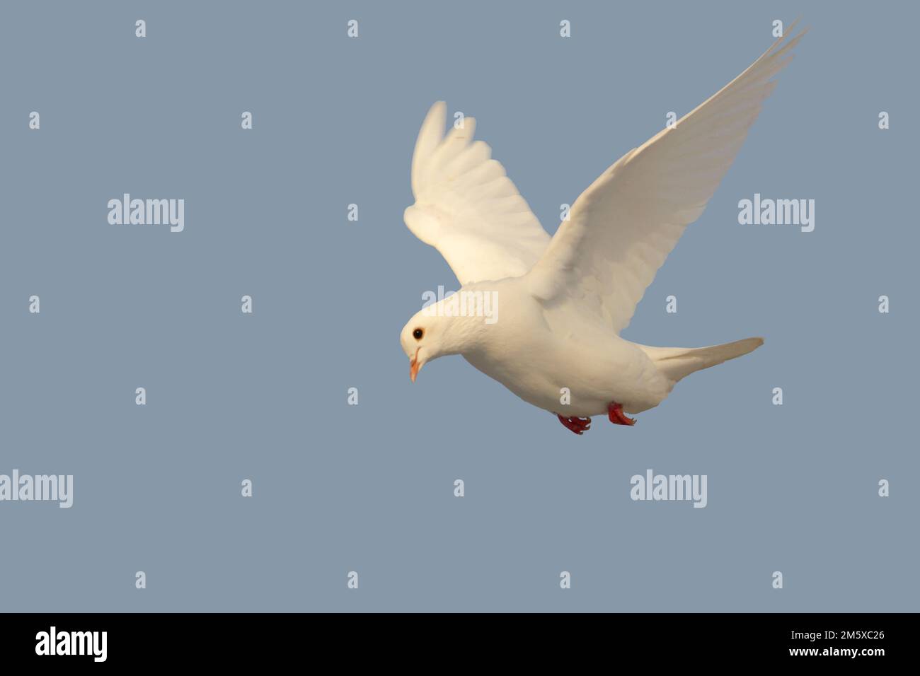 white dove flying on blue sky Stock Photo - Alamy