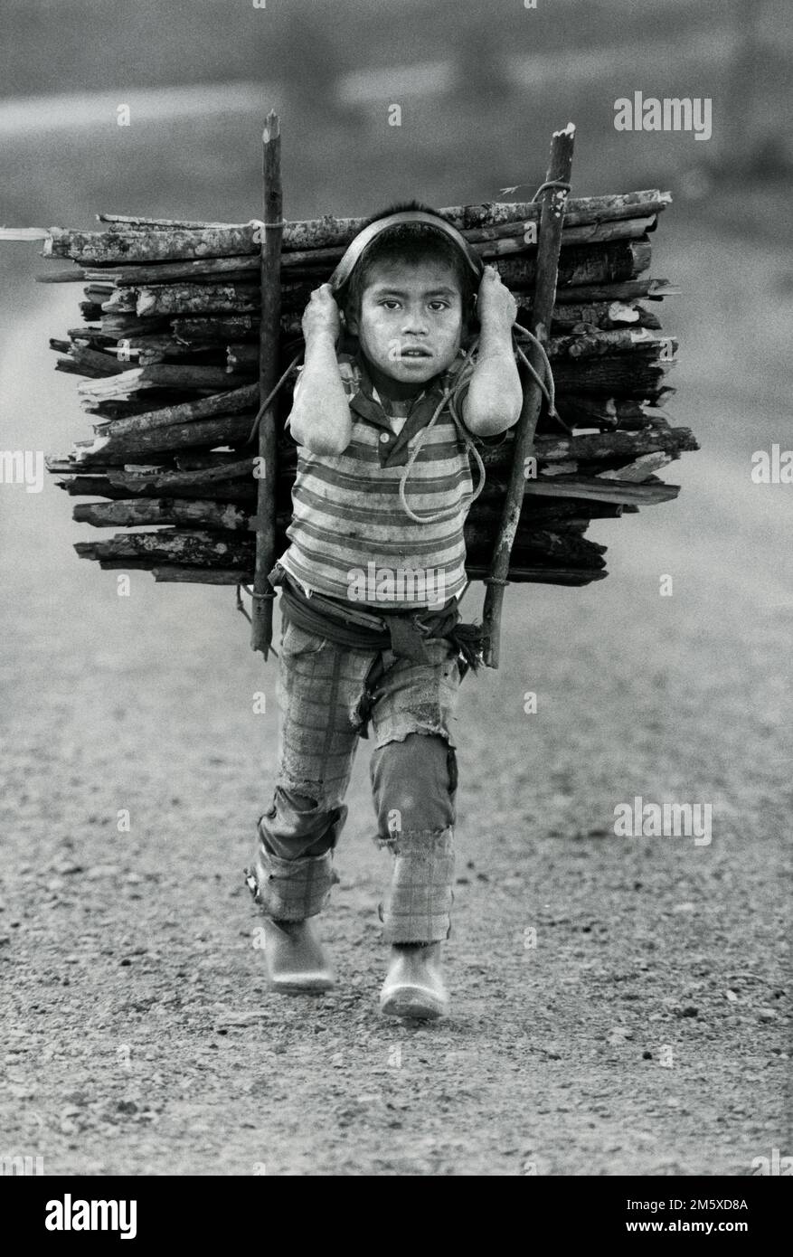 A boy carries home firewood at the Tzalbal model village.  People have been moved here by the army away fro0m their home village in the army's counter insurgency campaign. Guatemala, April 1986 Stock Photo