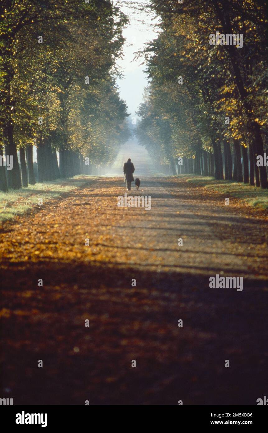 Longshot of the road with autumn trees lined on both sides, and a person with a dog walking up the road in the distance Stock Photo