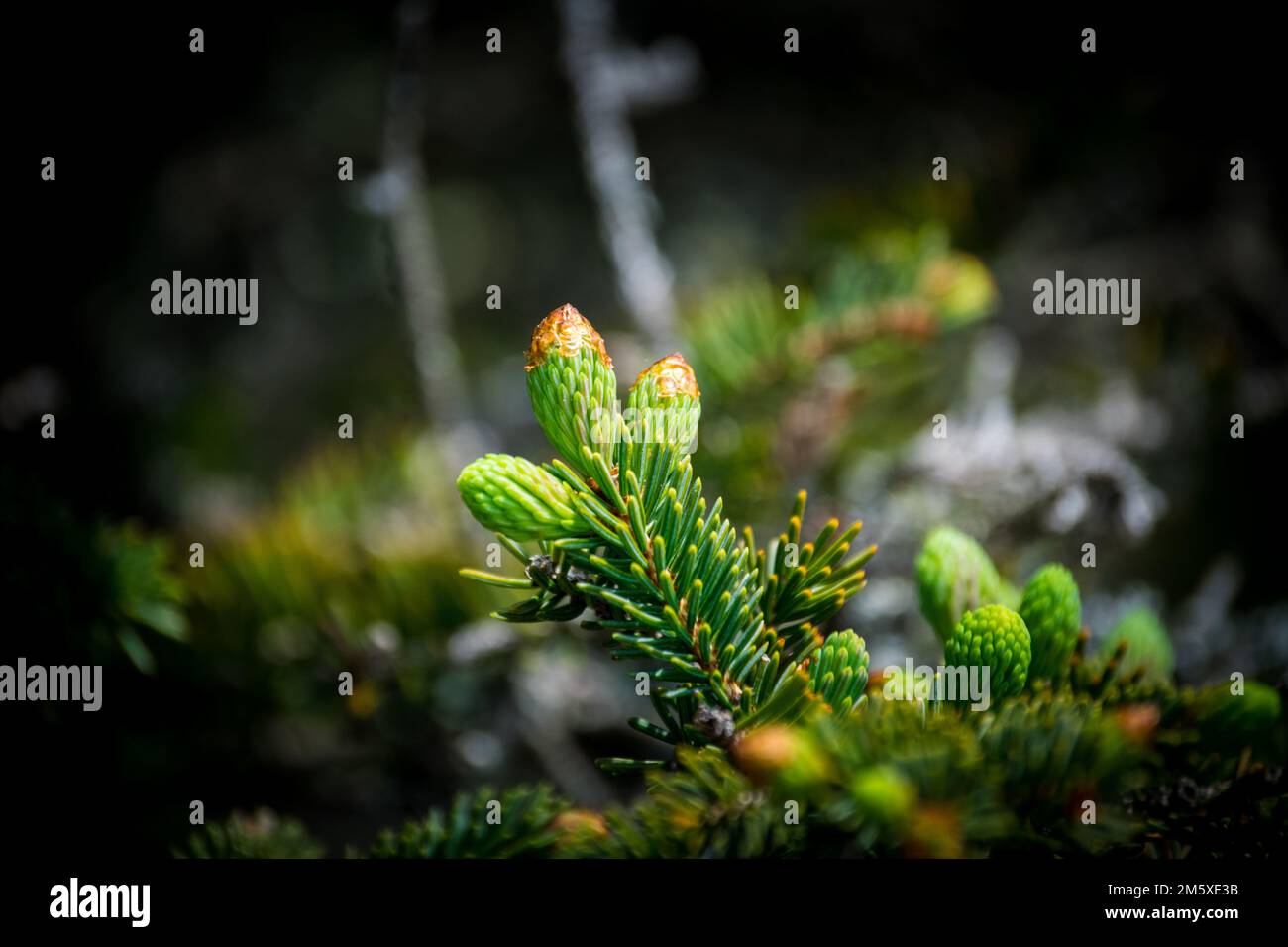 A selective focus of abies firma on a blurry background Stock Photo