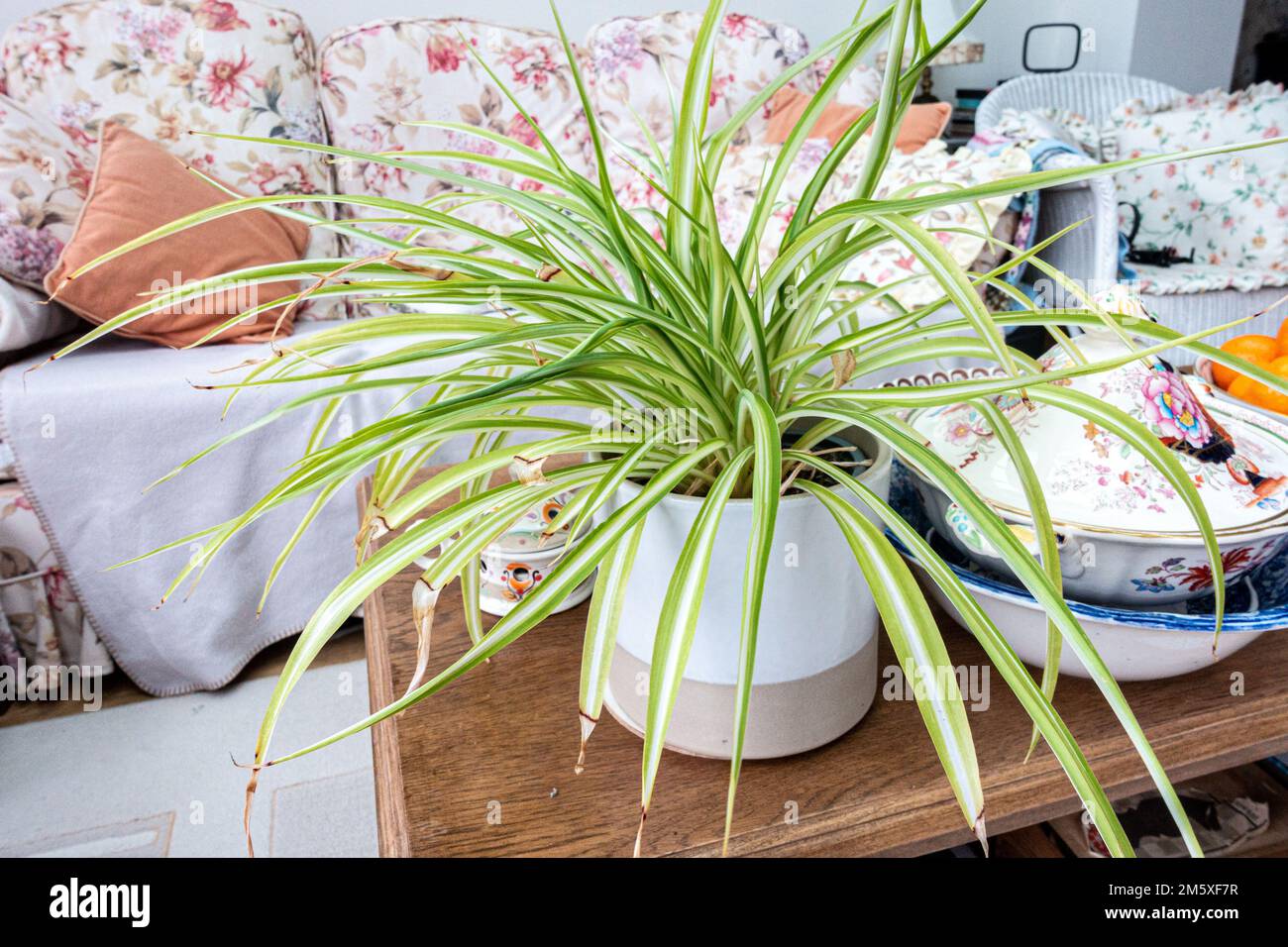 A spider plant or Chlorophytum comosum in a pot on a coffee table Stock Photo