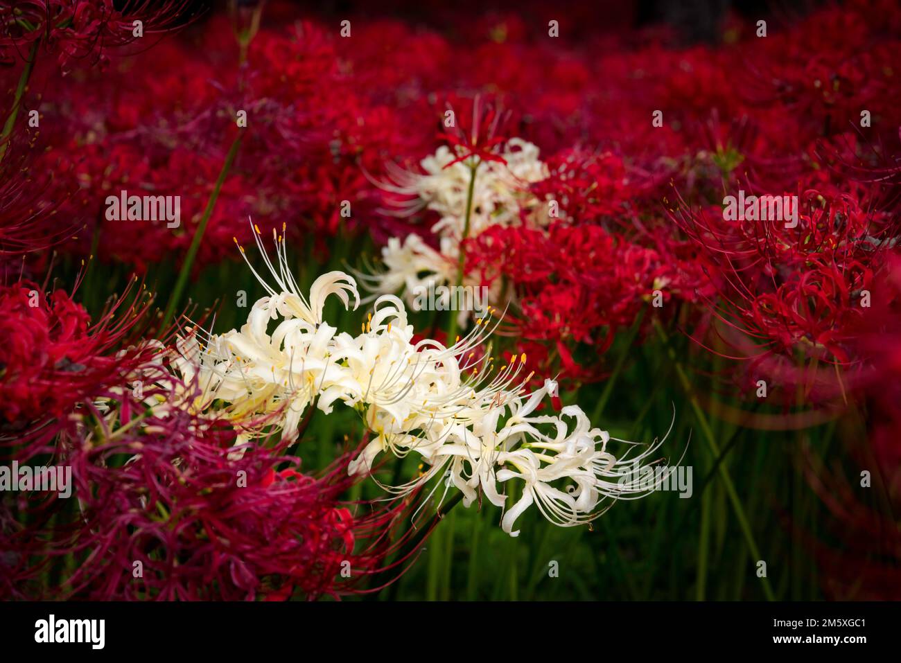 Although most of the red spider lilies in Kinchakuda Manjushage Park