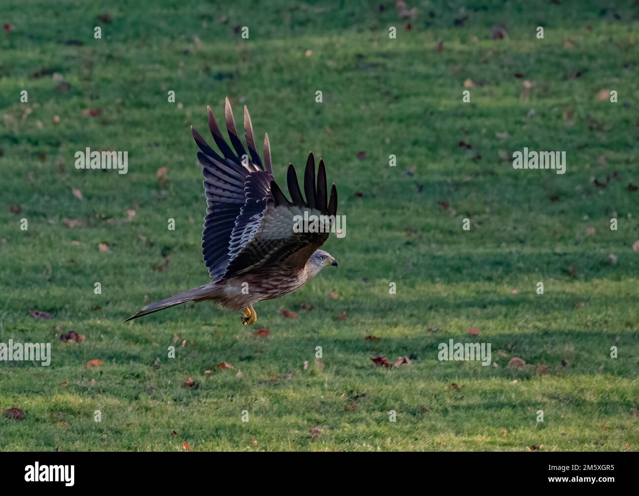 A spectacular Red Kite ( Milvus milvus ) in action . Caught in flight