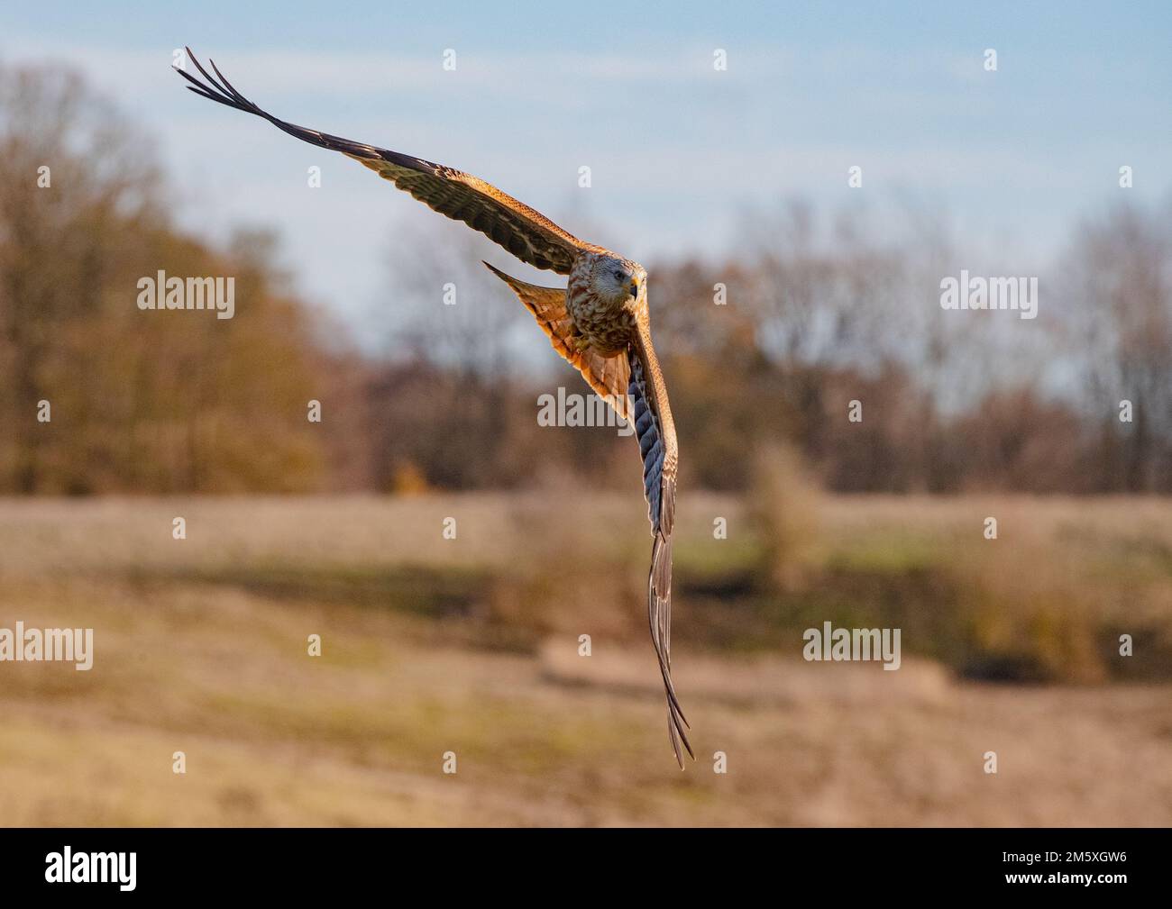 Close up of a Red Kite (Milvus milvus) showing its aerobatic skilis