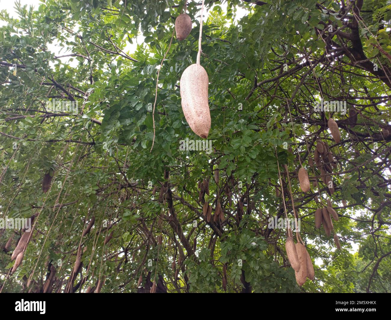 Kigelia Africana known as the sausage tree or also known as the
