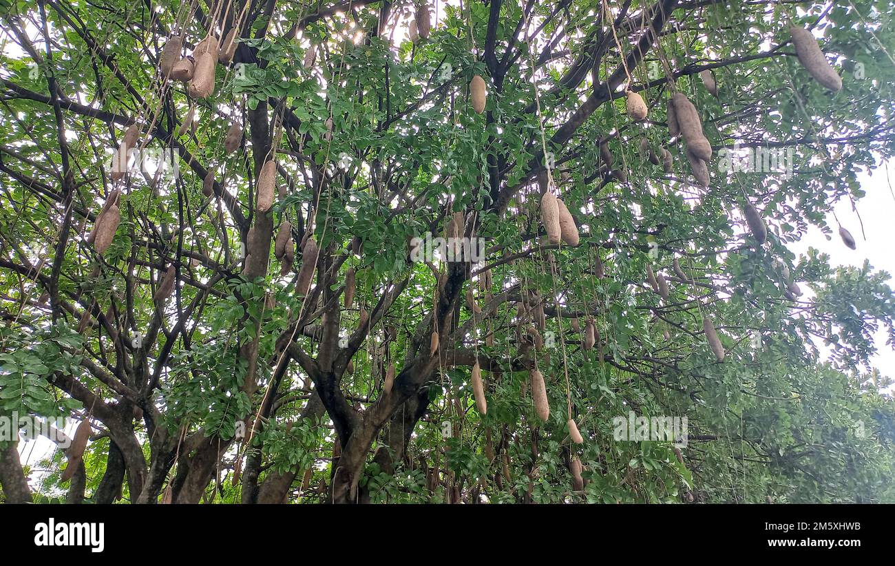 Kigelia Africana known as the sausage tree or also known as the cucumber tree.  This is because the shape of the fruit resembles a sausage or cucumber Stock Photo