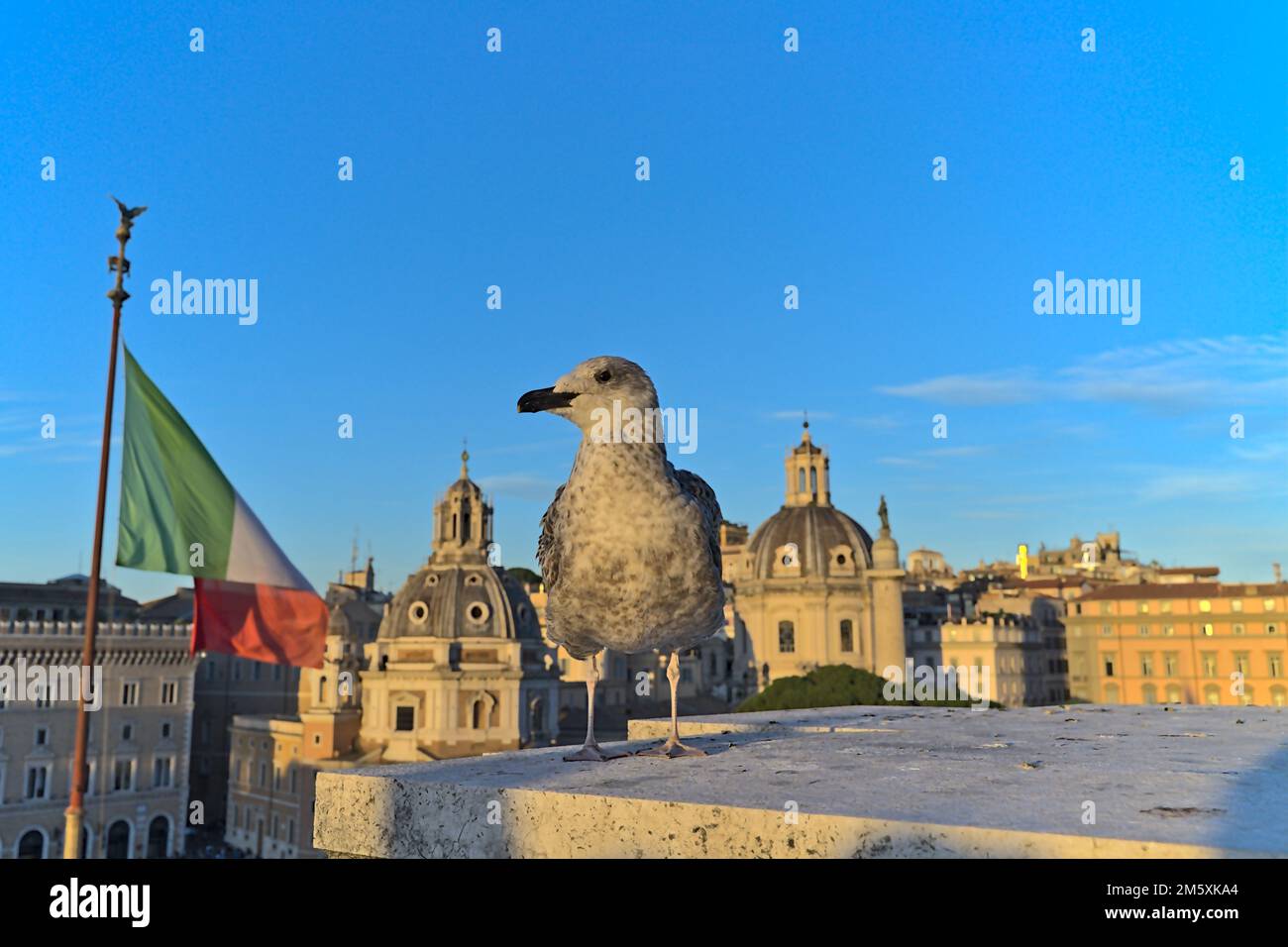 View at the Basilica Ulpia from Altare della Patria in the late afternoon. A dove in the foreground as well as the Italian flag Stock Photo