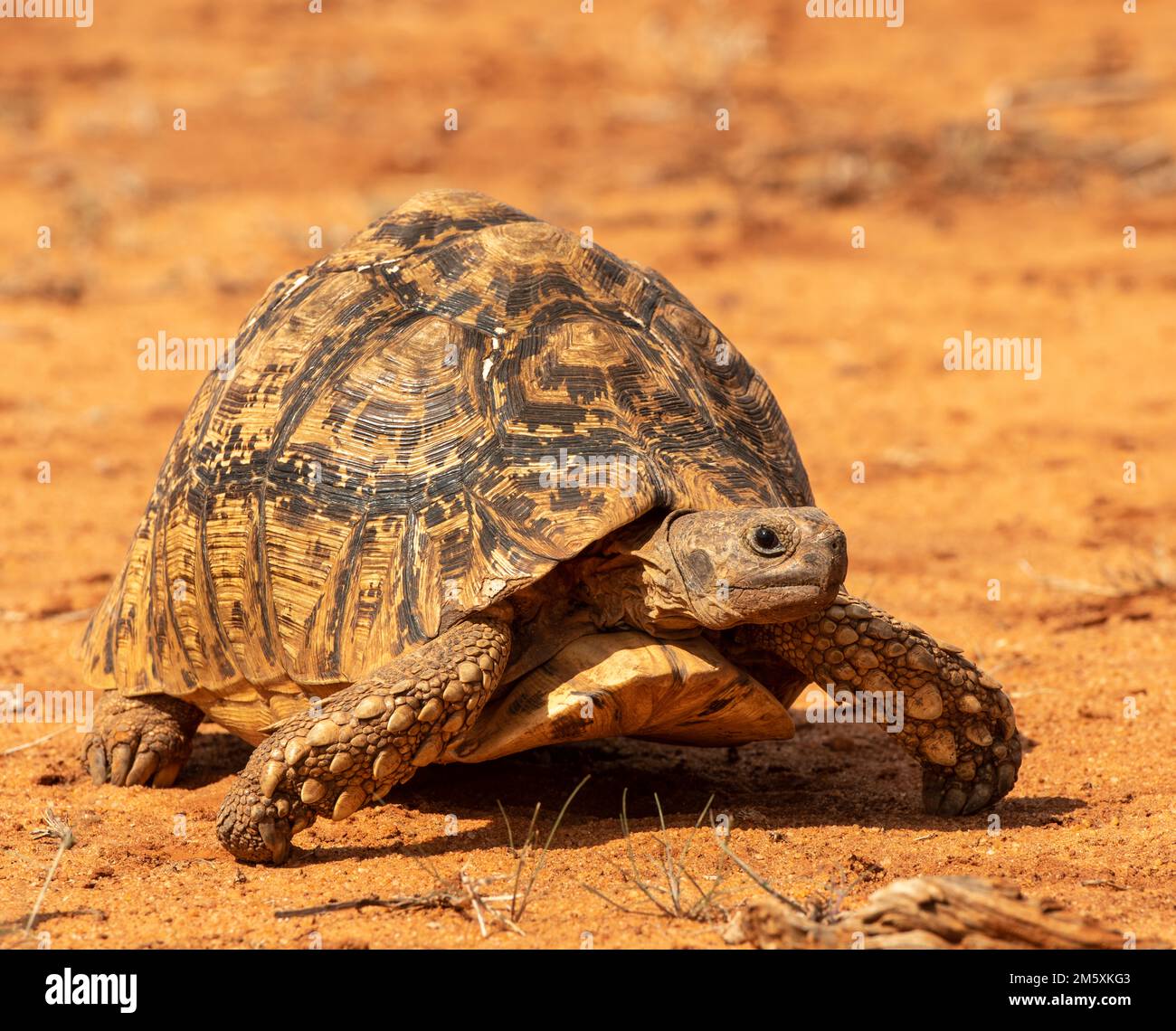 Loepard tortoise walking on the the sandy soil of Tsavo West, Kenya. Stock Photo