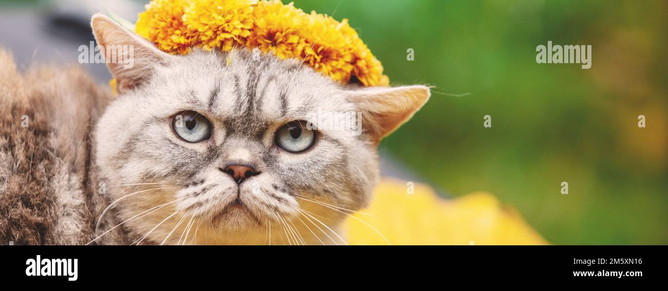 Kawaii cat hi-res stock photography and images - Alamy