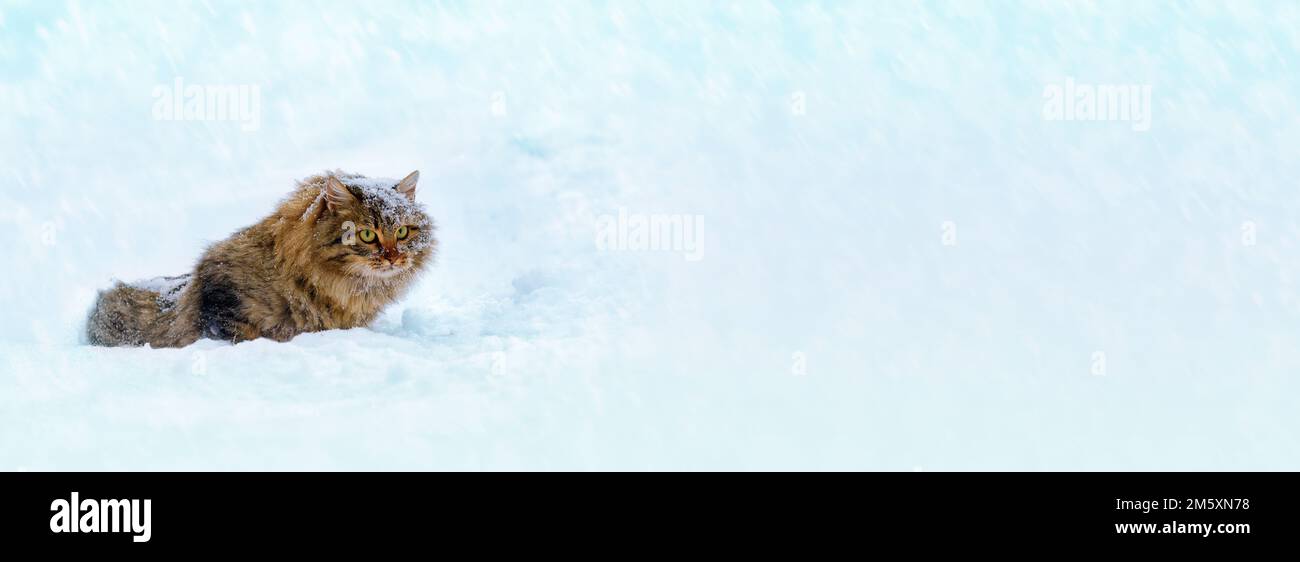 Siberian cat walking in deep snow during snowfall. Horizontal banner Stock Photo Alamy