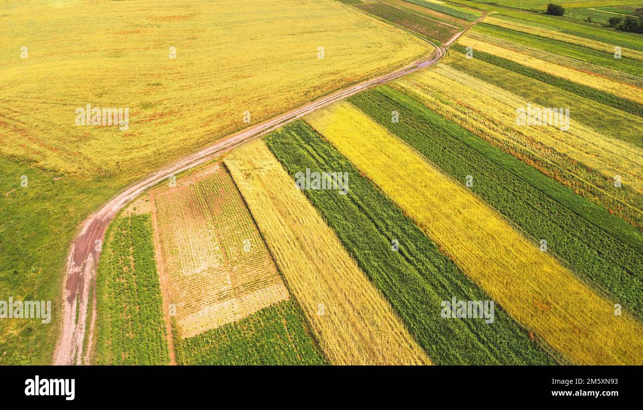 Aerial view of cultivated soy and wheat field in summer. Rural ...