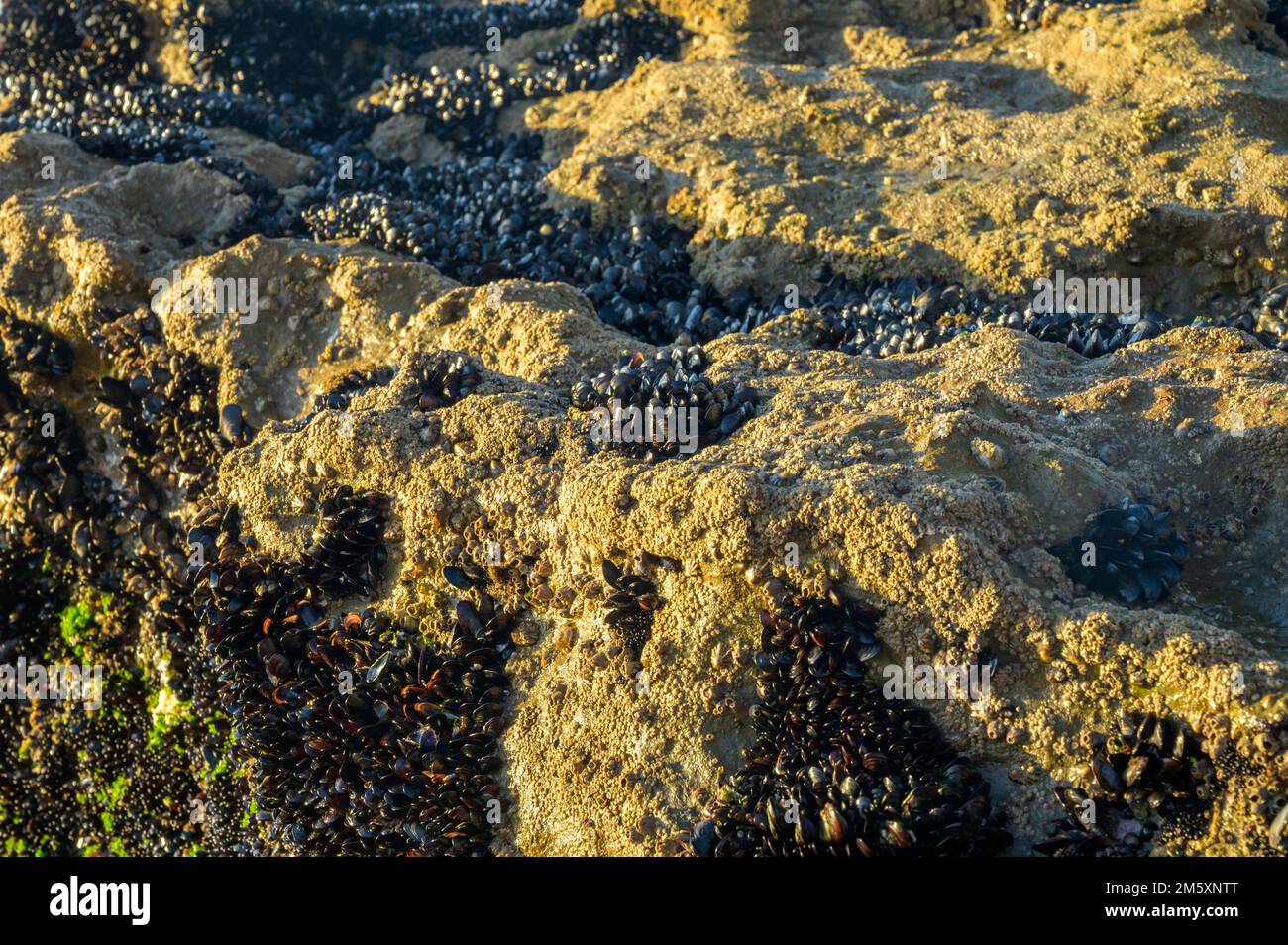 Colony of mussels edible bivalve molluscs on underwater rocks visible
