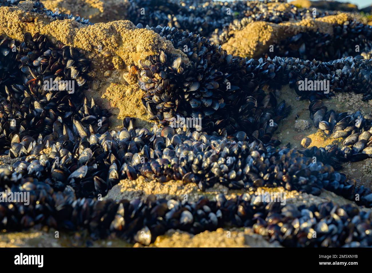 Colony of mussels edible bivalve molluscs on underwater rocks visible
