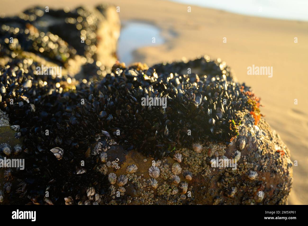 Colony of mussels edible bivalve molluscs on underwater rocks visible
